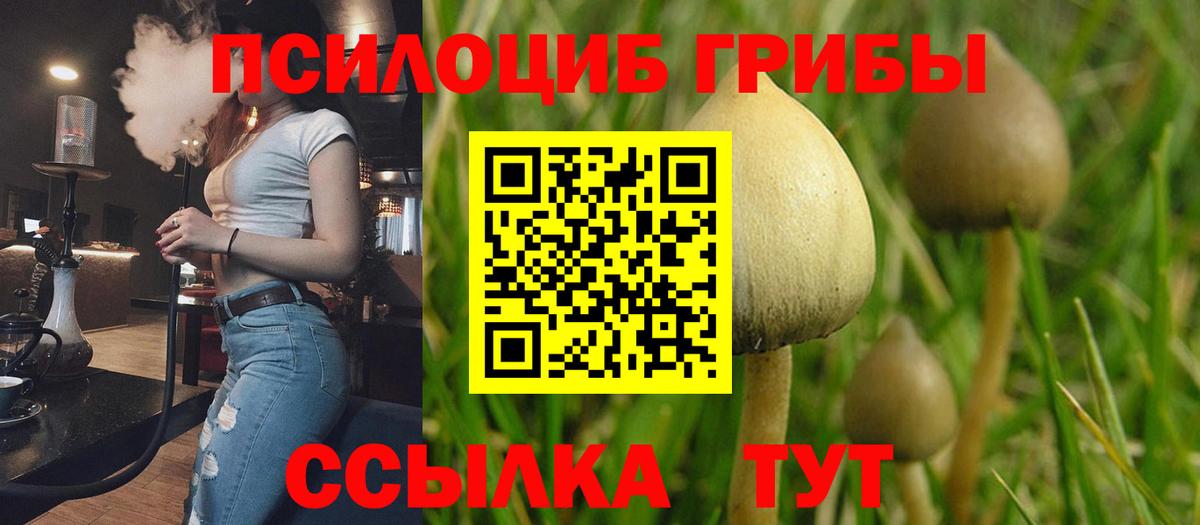 Псилоцибиновые грибы прущие грибы  Псилоцибиновые грибы Magic Shrooms  Бердск  Вход с VPN 